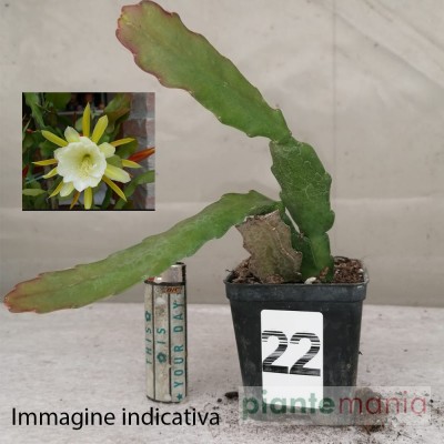 EPIPHYLLUM LEONARDO (22)