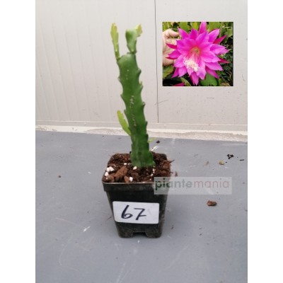 EPIPHYLLUM KATE FORESTER (67)