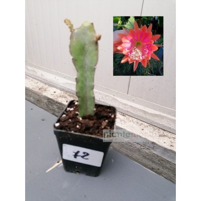 EPIPHYLLUM DANTE (72)