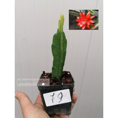 EPIPHYLLUM LILLI PAETZ (79)