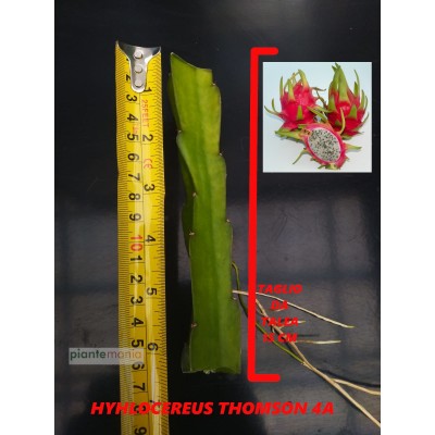 Hylocereus thomson 4A Pitaya (Dragon Fruit)