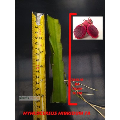 Hylocereus hybridum 7A Pitaya (Dragon Fruit)