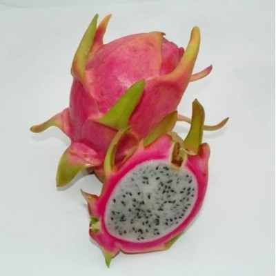 Hylocereus seoul 9A Pitaya (Dragon Fruit)