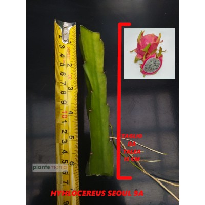 Hylocereus seoul 9A Pitaya (Dragon Fruit)