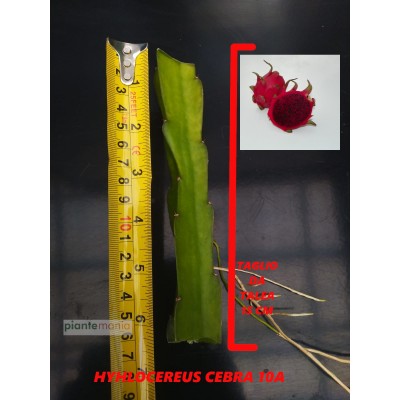 Hylocereus cebra 10A Pitaya (Dragon Fruit)