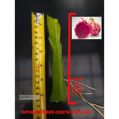 Hylocereus Costa Rica 12A Pitaya (Dragon Fruit)