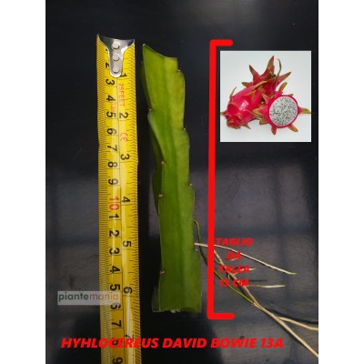 Hylocereus David Bowie 13A Pitaya (Dragon Fruit)