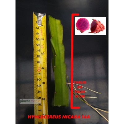Hylocereus Nicara 14A Pitaya (Dragon Fruit)