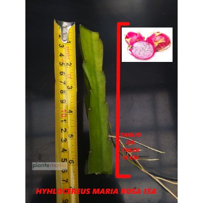 Hylocereus Maria Rosa 15A Pitaya (Dragon Fruit)