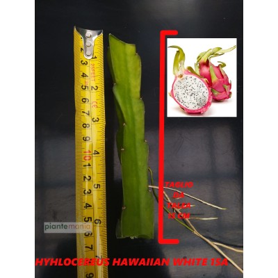Hylocereus Hawaiian white 16A Pitaya (Dragon Fruit)