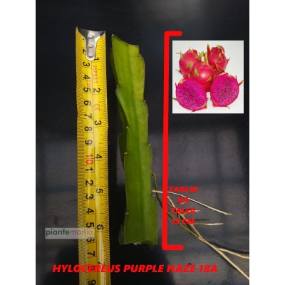 Hylocereus Purple Haze 18A Pitaya (Dragon Fruit)