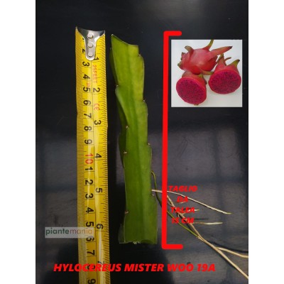 Hylocereus Mister Woo 19A Pitaya (Dragon Fruit)