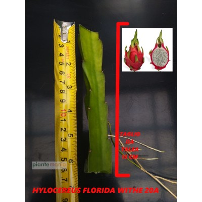 Hylocereus Florida White 20A Pitaya (Dragon Fruit)