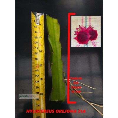 Hylocereus Orejona 21A Pitaya (Dragon Fruit)
