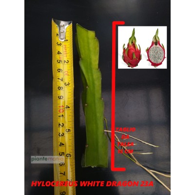 Hylocereus White Dragon 23A Pitaya (Dragon Fruit)