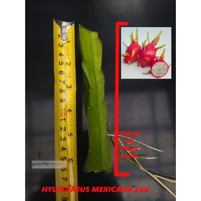 Hylocereus Mexicana 24A Pitaya (Dragon Fruit)