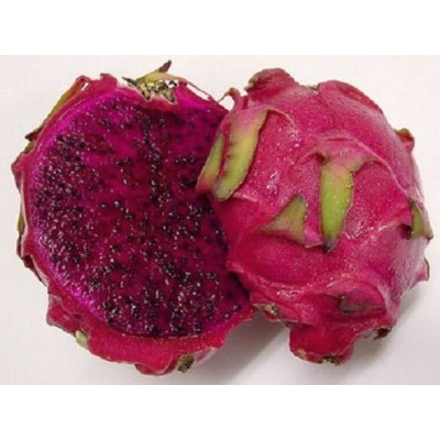 Hylocereus JC 02 26A Pitaya (Dragon Fruit)
