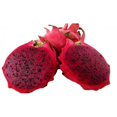 Hylocereus JC 03 27A Pitaya (Dragon Fruit)