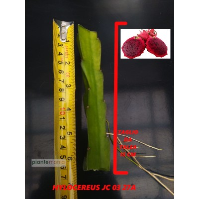 Hylocereus JC 03 27A Pitaya (Dragon Fruit)