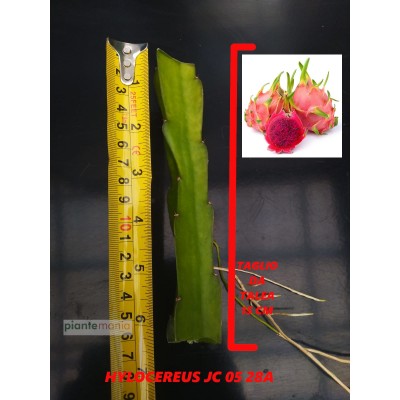 Hylocereus JC 05 28A Pitaya (Dragon Fruit)