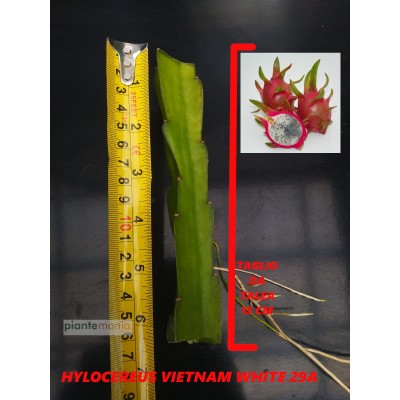 Hylocereus Vietnam White 29A Pitaya (Dragon Fruit)