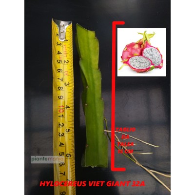 Hylocereus Viet Giant 32A Pitaya (Dragon Fruit)