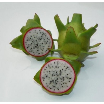 Hylocereus Connie Mayer 33A Pitaya (Dragon Fruit)