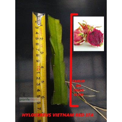 Hylocereus Vietnam Red 37A Pitaya (Dragon Fruit)
