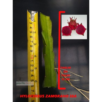 Hylocereus Zamorano 38A Pitaya (Dragon Fruit)
