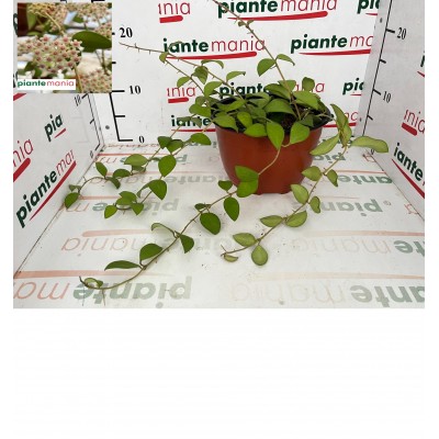 HOYA NUMMULAROIDES bk17