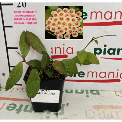 HOYA WALLINIANA vaso7x7