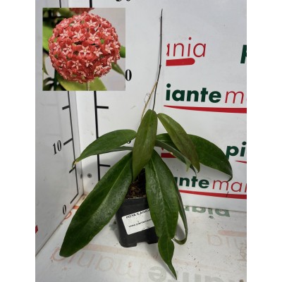 HOYA ILAGIORUM vs7x7