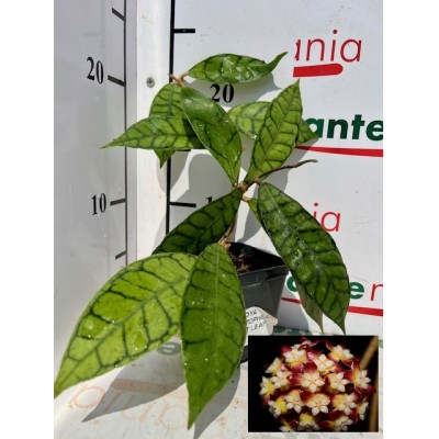 HOYA CALLISTOPHYLLA SHORT...