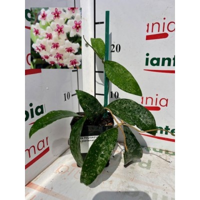 HOYA PHUWAENSIS vaso7x7