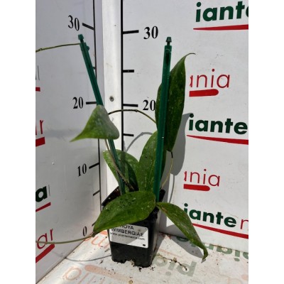 HOYA WIMBERGIAE vaso7x7