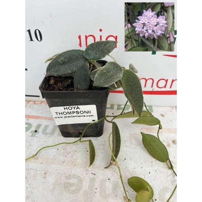 HOYA THOMSONII vaso7x7