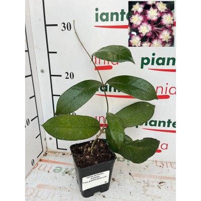 HOYA GUNUNG GADING Vs7x7