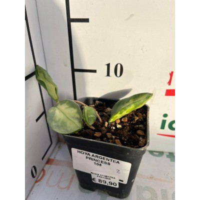 HOYA ARGENTEA PRINCESS  "art2"