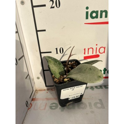 HOYA NOVA GHOST (RARA)