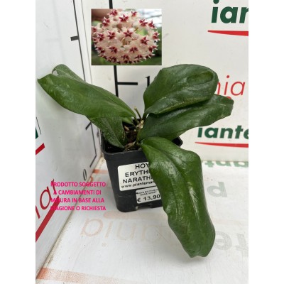 HOYA ERYTHRINA NARATHIWAT...