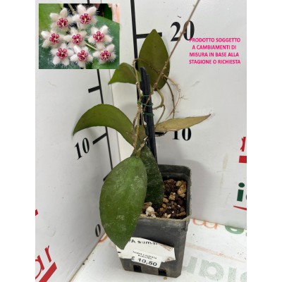 HOYA CAUDATA SUMATRA vaso7x7