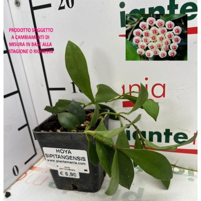 HOYA SIPITANGENSIS vaso7x7