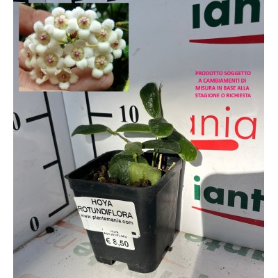 HOYA ROTUNDIFLORA VS 7x7