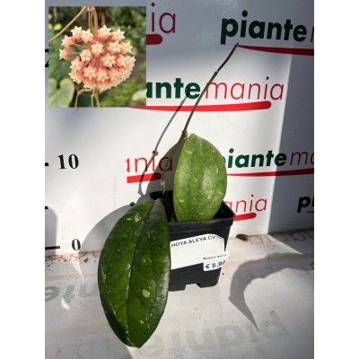 HOYA ALEYA vaso7x7