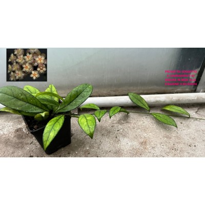 HOYA DANANG  vaso7x7