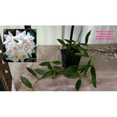 HOYA STONEANA vs7x7