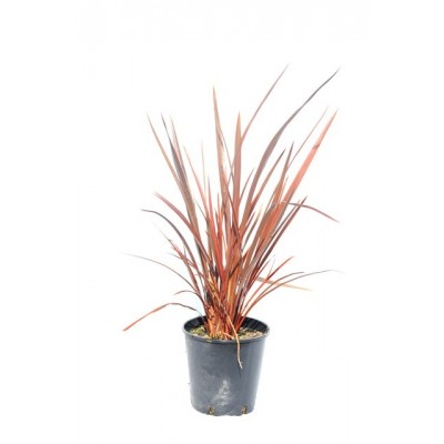 Phormium Purpurea